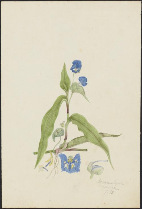 Commelina cyanea R.Br., family Commelinaceae [picture] / Robert David FitzGerald