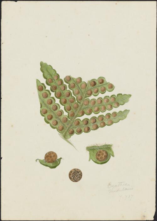 Cyathea brevipinna Baker ex Benth., family Cyatheaceae, ca. 1865 [picture] / R.D. FitzGerald