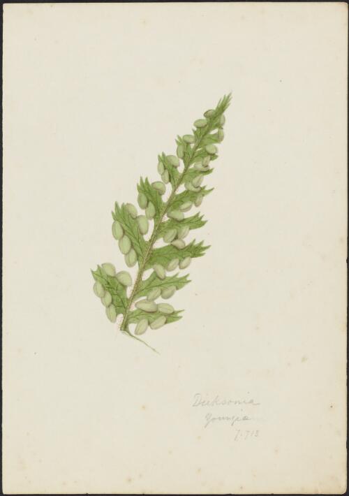 Dicksonia youngiae C. Moore ex Baker, family Dicksoniaceae, ca. 1875 [picture] / R.D. FitzGerald
