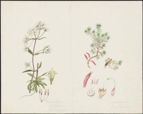 Gentianella diemensis (Griseb.) J.H. Willis, family Gentianaceae and Astroloma humifusum (Cav.) R.Br., family Ericaceae [picture] / Robert David FitzGerald