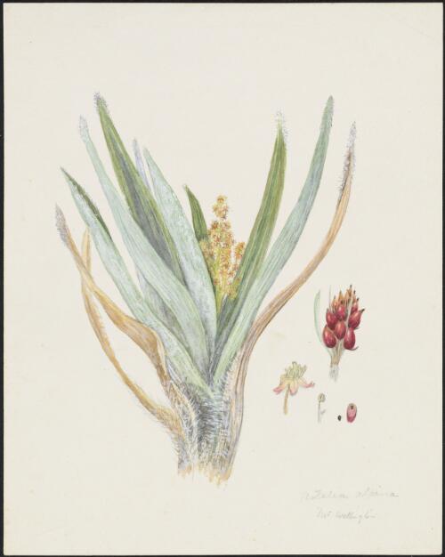Astelia alpina R.Br., family Asteliaceae, Mount Wellington, Tasmania, 1892? [picture] / R.D. FitzGerald