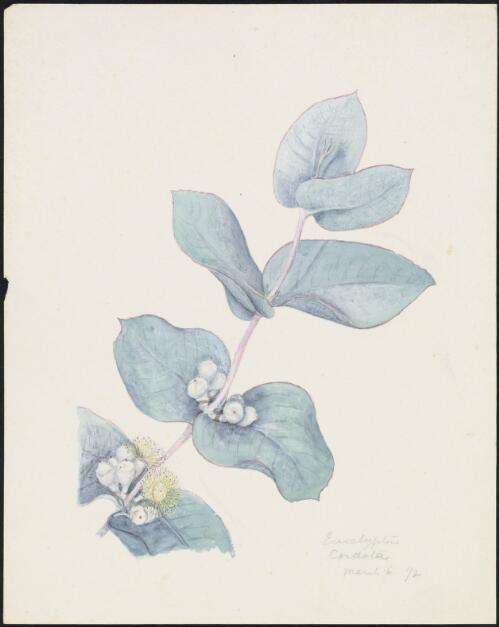 Eucalyptus cordata Labill., family Myrtaceae, 6 March 1892 [picture] / R.D. FitzGerald