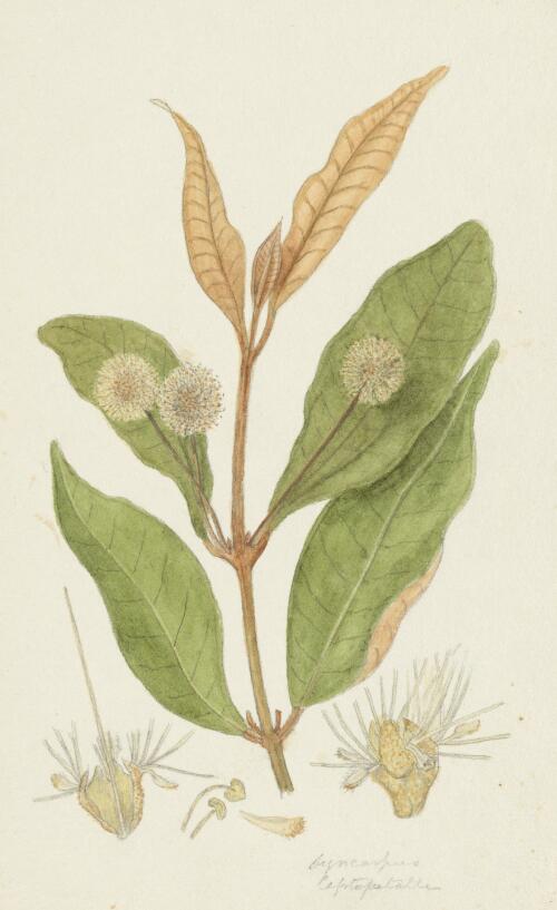 Choricarpia leptopetala (F.Muell.) Domin, family Myrtaceae [picture] / [Robert David FitzGerald]