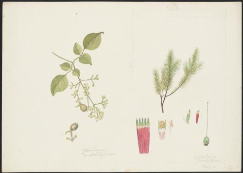 Jasminum dallachii F.Muell., family Oleaceae and Astroloma pinifolium R.Br. Benth., family Ericaceae [picture] / Robert David FitzGerald