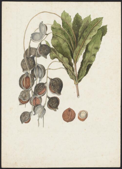 Macadamia tetraphylla L.A.S.Johnson, family Proteaceae, ca. 1875 [picture] / R.D. FitzGerald