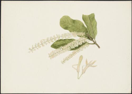 Macadamia integrifolia Maiden and Betche, family Proteaceae [picture] / Robert David FitzGerald