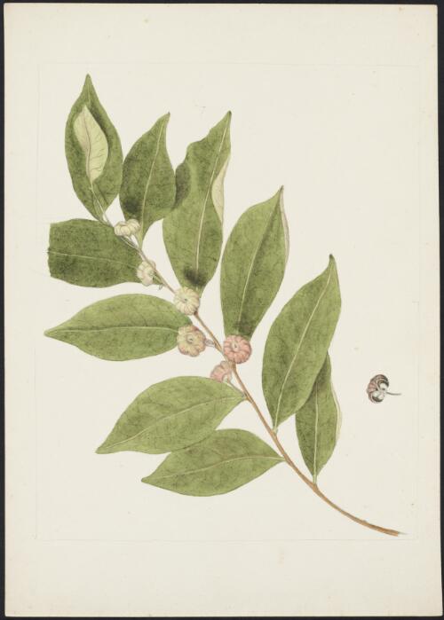 Glochidion ferdinandi (Mull. Arg) F.M. Bailey, family Euphorbiaceae, ca. 1875 [picture] / R.D. FitzGerald