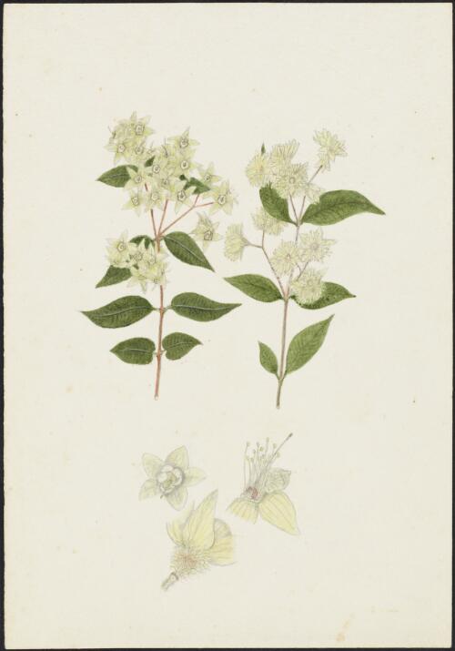 Backhousia myrtifolia Hook. and Harv., family Myrtaceae [picture] / Robert David FitzGerald