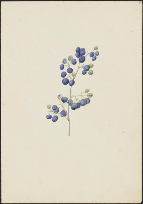 Cissus hypoglauca A. Gray, family Vitaceae [picture] / Robert David FitzGerald