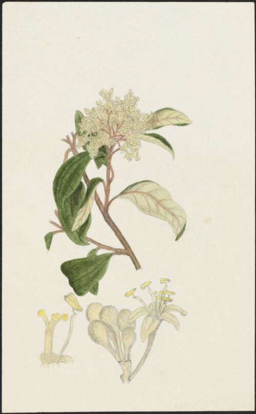 Olearia argophylla (Labill.) F.Muell. ex Benth., family Asteraceae, ca. 1865 [picture] / R.D. FitzGerald