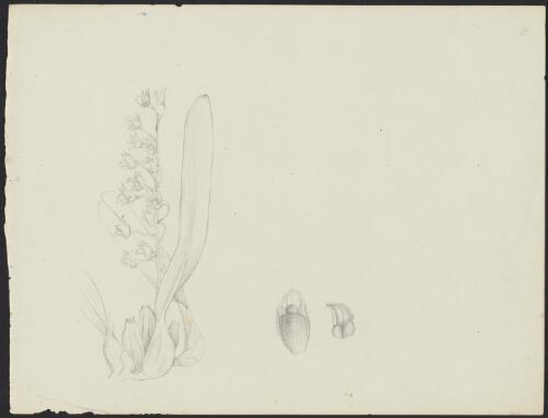 Sketch of an orchid [picture] / Robert David FitzGerald