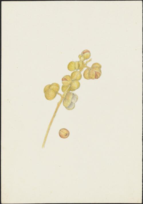 Pittosporum undulatum Vent., family Pittosporaceae, ca. 1865 [picture] / R.D. FitzGerald