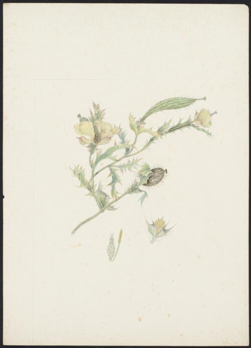 Argemone ochroleuca Sweet, family Papaveraceae, ca. 1875 [picture] / R.D. FitzGerald
