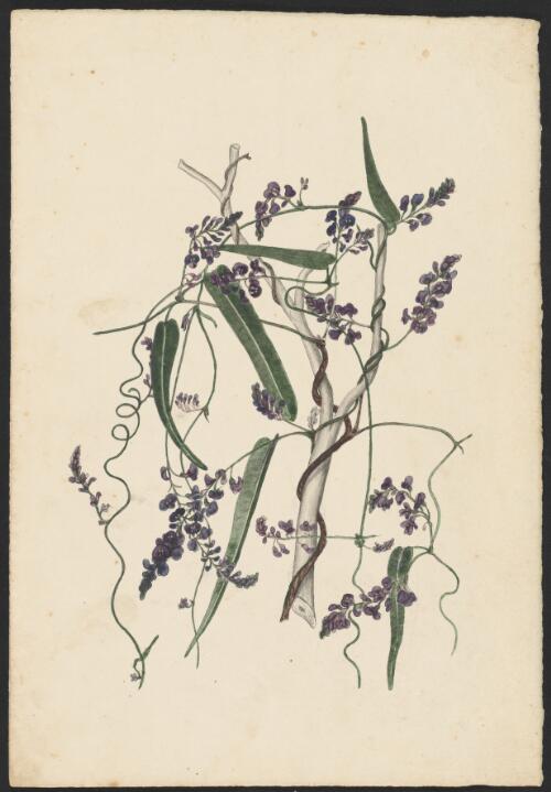 Hardenbergia violacea (Schneev.) Stearn, family Fabaceae, 1856? [picture] / [Robert David FitzGerald]