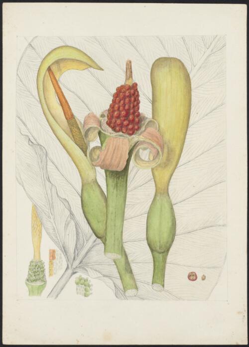 Alocasia brisbanesis (F.M. Bailey) Domin., family Araceae [picture] / Robert David FitzGerald