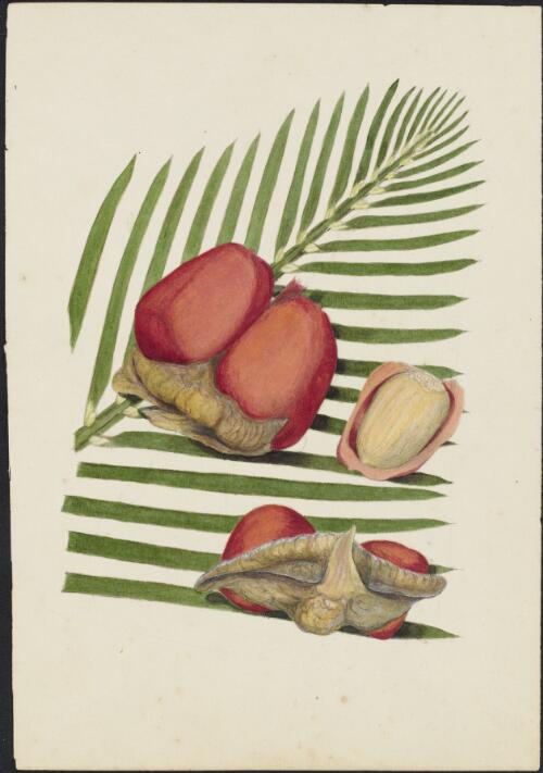 Macrozamia sp., family Zamiaceae, ca. 1875 [picture] / R.D. FitzGerald