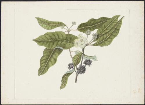 Syncarpia glomulifera (Sm.) Nied., family Myrtaceae, ca. 1875 [picture] / R.D. FitzGerald