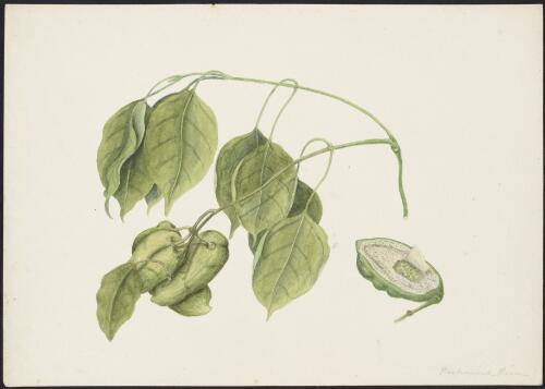 Araujia sericifera Brot., family Apocynaceae, Richmond River, New South Wales, ca. 1875 [picture] / R.D. FitzGerald
