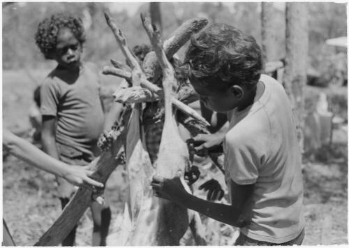 Boy skinning a wallaby on a frame made from branches, Mornington Island, Queensland, approximately 1980 / Gregory Owen