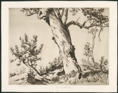 The  great white gum, 1937 [picture] / Lionel Lindsay