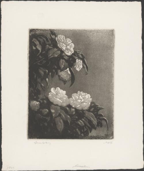 Camellias, 1922 [picture] / Lionel Lindsay