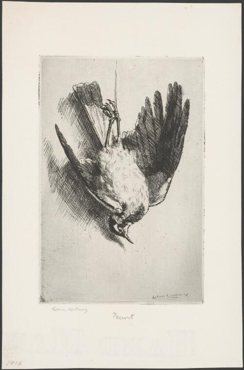 Peewit, 1916 [picture] / Lionel Lindsay