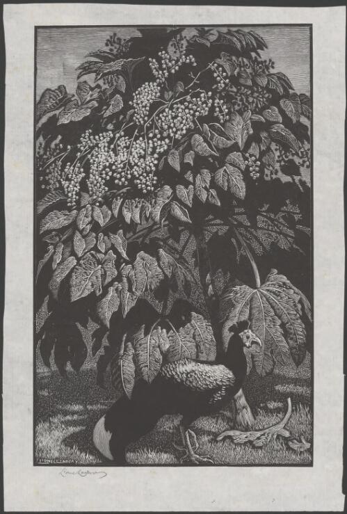 Curassow and tropical tree [picture] / Lionel Lindsay