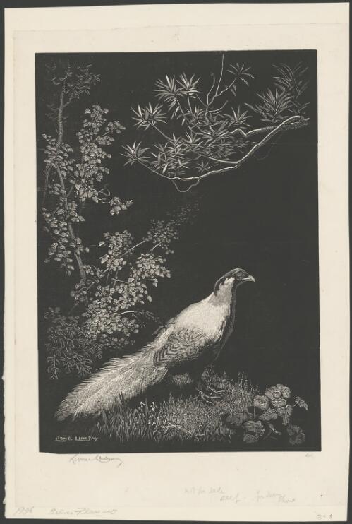 Silver pheasant [picture] / Lionel Lindsay