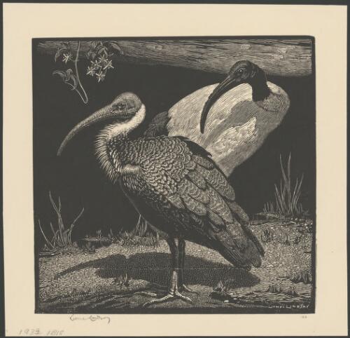 Ibis, Australia, 1933 [picture] / Lionel Lindsay