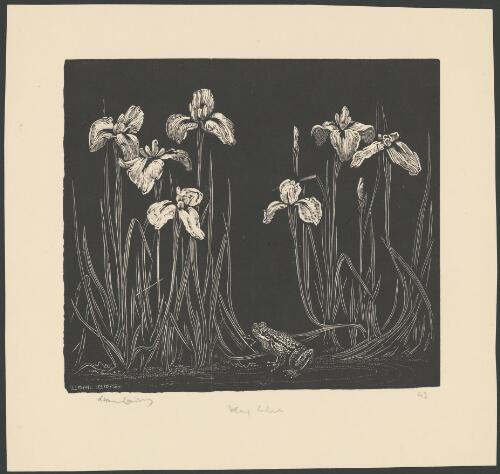 Flag lilies, Iris versicolor [picture] / Lionel Lindsay