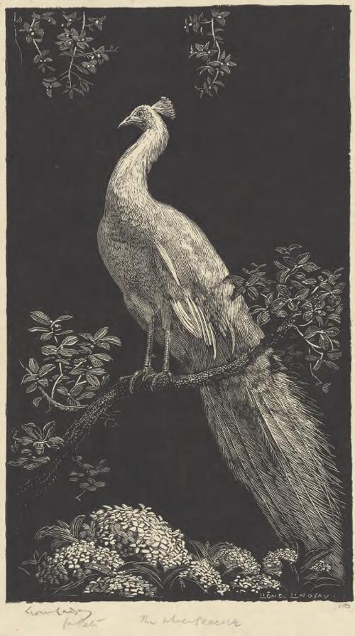 The white peacock, 1 [picture] / Lionel Lindsay