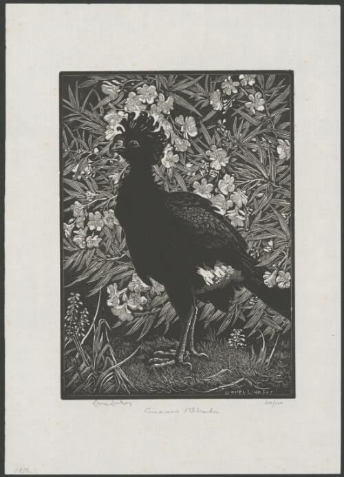 Curassow and oleander, 1 [picture] / Lionel Lindsay