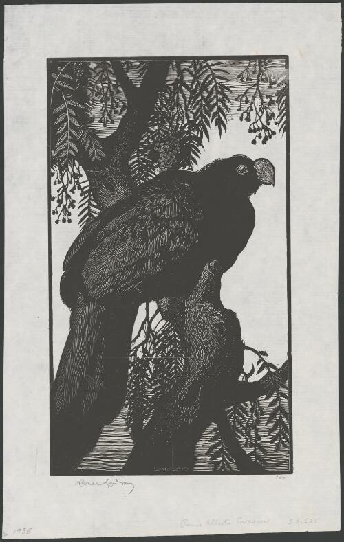 Prince Albert's curassow, blue-billed curassow [picture] / Lionel Lindsay