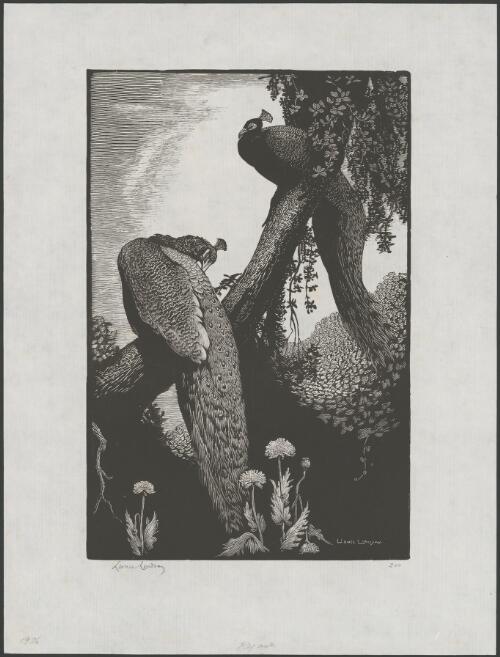 Repose, peacocks in a tree [picture] / Lionel Lindsay