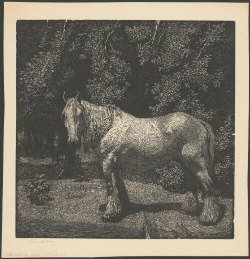 The white horse [picture] / Lionel Lindsay