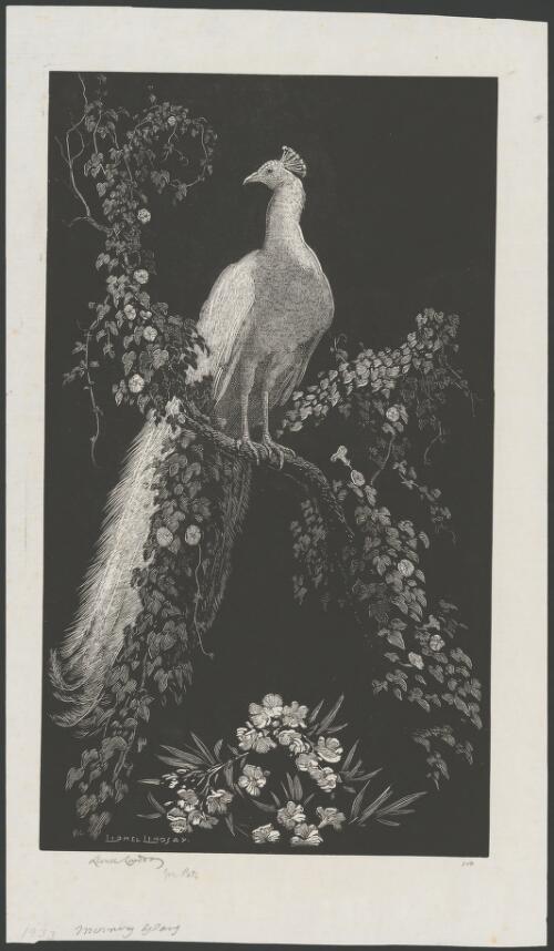 Morning glory, peacock on a branch [picture] / Lionel Lindsay