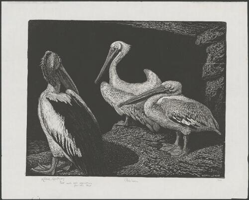 Pelicans [picture] / Lionel Lindsay