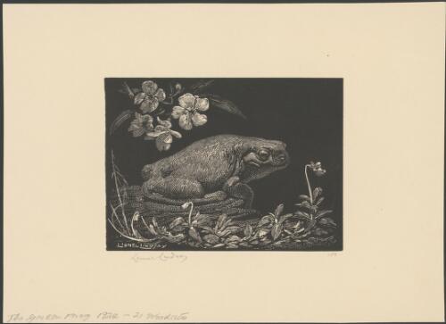 The garden frog, 1924 [picture] / Lionel Lindsay