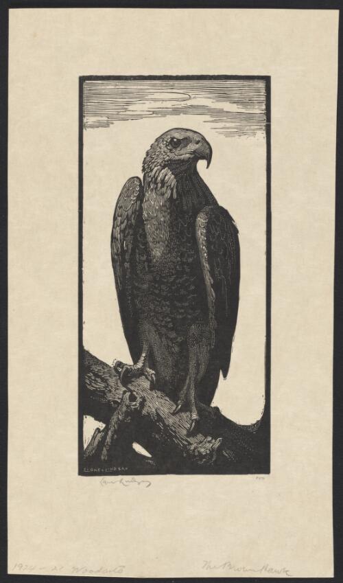 The brown hawk, 1924 [picture] / Lionel Lindsay