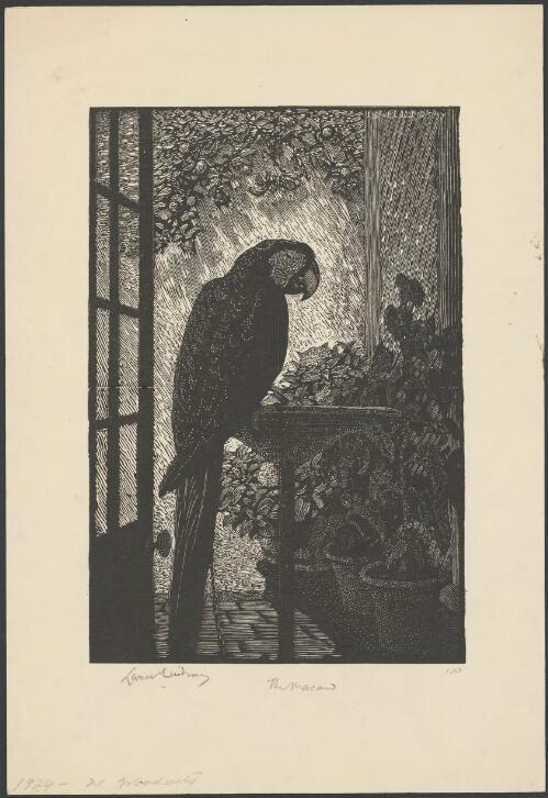 The macaw, 1924 [picture] / Lionel Lindsay