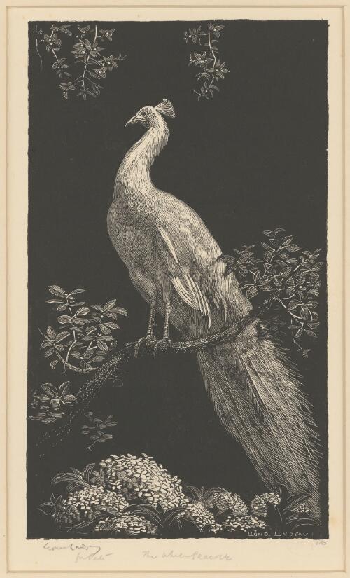 The white peacock, 2 [picture] / Lionel Lindsay