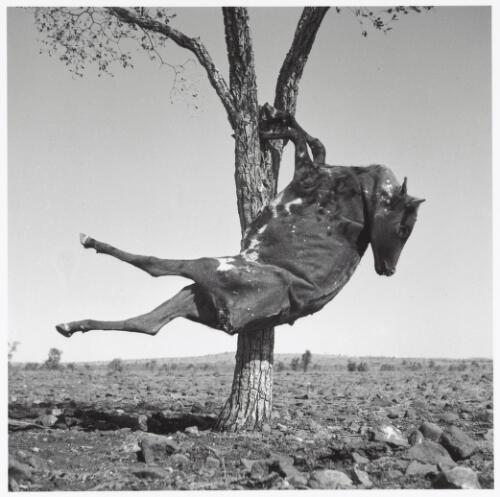 Dried carcass of a cow suspended in a tree, Queensland, 1952 [picture] / Sidney Nolan