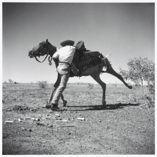 Man preparing to mount the saddled dry carcass of a horse, Queensland, 1952 [picture] / Sidney Nolan