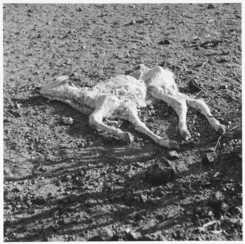 Carcass of a sheep, Queensland, 1952 [picture] / Sidney Nolan