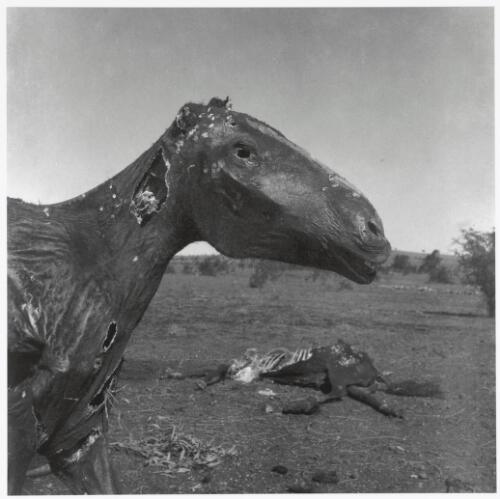 Two horse carcasses, Queensland, 1952, 2 [picture] / Sidney Nolan