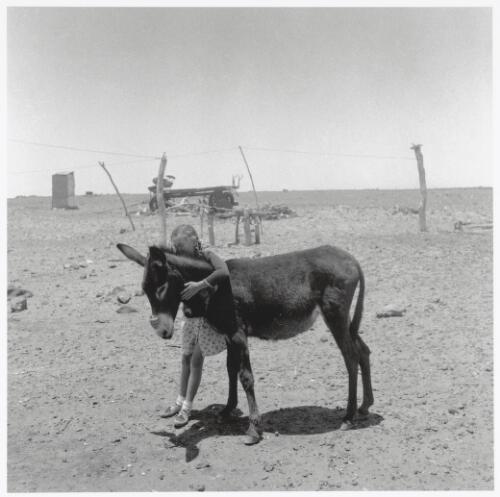 Young girl with a donkey in a drought affected landscape, Queensland, 1952 [picture] / Sidney Nolan