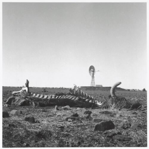 Remains of a cow near a windmill, Queensland, 1952 [picture] / Sidney Nolan