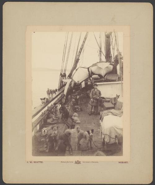 Expeditionary member and sled dogs on board the Southern Cross prior to leaving for Antarctica, Hobart, 1898 [picture] / J.W. Beattie
