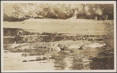 Salt water crocodile, Gulf of Carpentaria, Queensland, 1914 [picture] / Frank Hurley