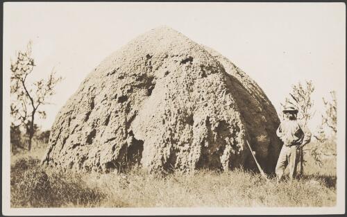 Aboriginal man standing next to a large termite mound, Gulf of Carpentaria, Queensland, 1914 [picture] / Frank Hurley